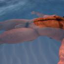 Thumb 5fceca9792adf16430ed4f11