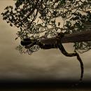 Thumb 5b4a5575289dd24346000001