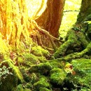 Thumb 585e0f5be85cda6bf9000001