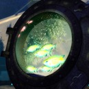 Thumb 57646e56b713f760a5000001