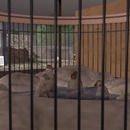 Thumb 552dce42a73e213986000001