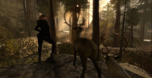 Web 5654562f128cc974b8000001