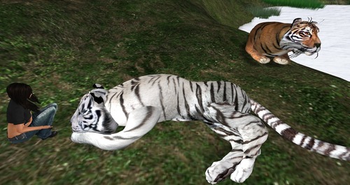 Web 5557ced9a73e213f36000001