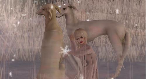 Web 5a1d02b073ed1766b2000001