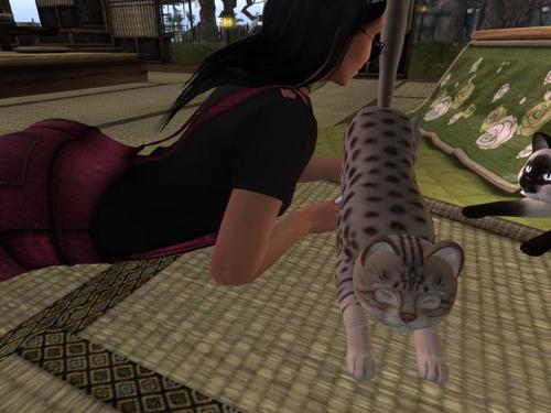 Web 58e211dc73ed1748b5000001