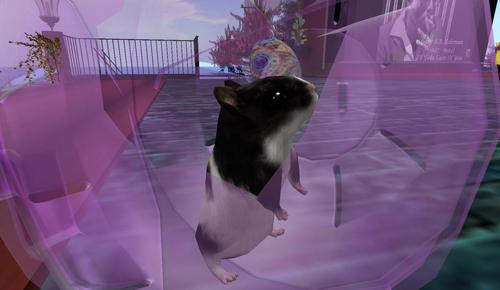 Web 5a9afc29d9859c363c000001