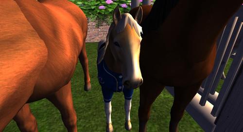 Web 5b3dc9d373ed171895000001