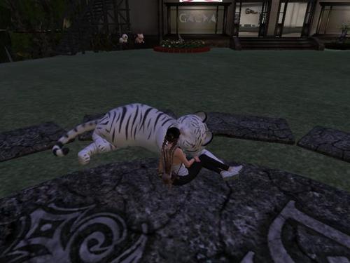 Web 5b7218cad774f81465000001