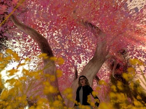 Web 5a4f8ef1289dd210e3000001